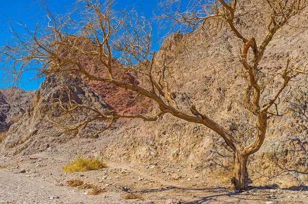 Der tote Baum in der Wüste — Stockfoto