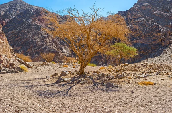 Die Kameldornbäume — Stockfoto