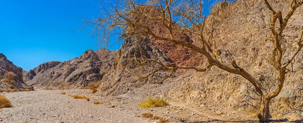 Die Wüstenlandschaft — Stockfoto