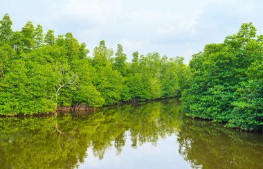 Mangroves keyfini çıkarın