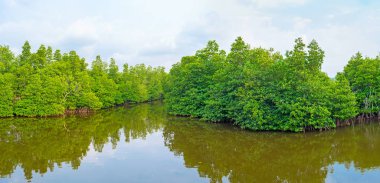 Mangroves Panoraması