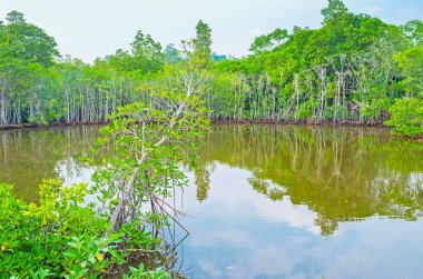 Mangrovlar arasında