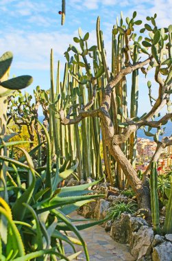 Kaktüsler ile Bahçe 