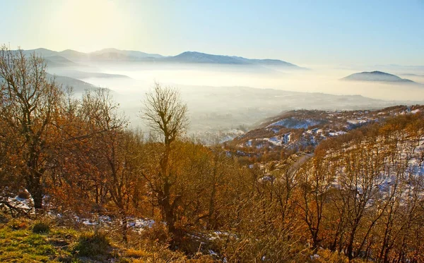 Der goldene Wald — Stockfoto