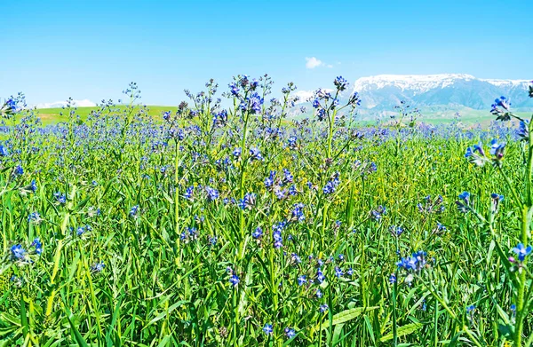 Τα λουλούδια Anchusa — Φωτογραφία Αρχείου