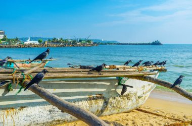 Teknede siyah kargalar