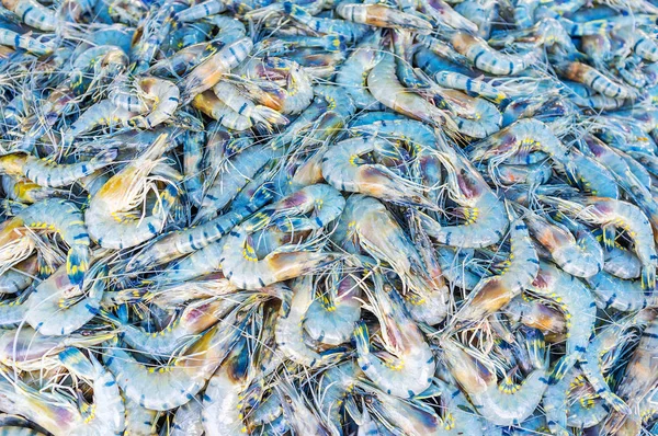 老虎虾 — 图库照片