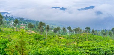 Lipton çay tarlaları
