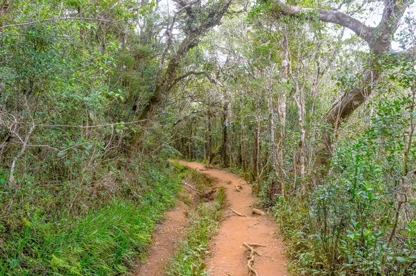 A floresta de nuvens — Fotografia de Stock