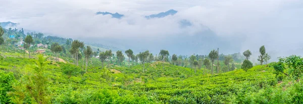 Las plantaciones de té — Foto de Stock