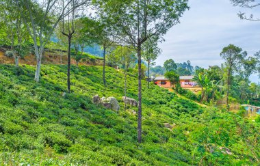 Sri Lankalı manzara