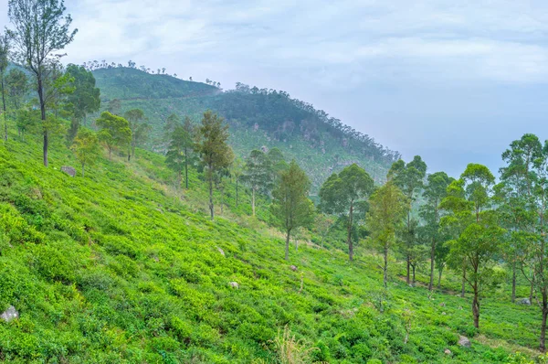 Trevlig resa i Sri Lanka — Stockfoto