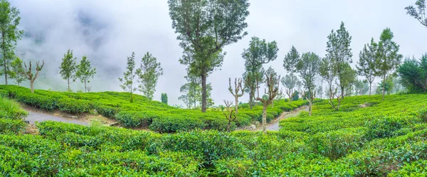 茶庄园的全景 — 图库照片