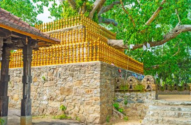 Bo ağacın arkasında altın çit