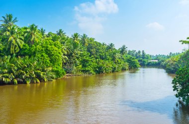 Nehrin yanında ormanlarda