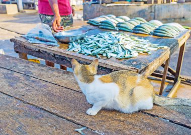kedi ve balık
