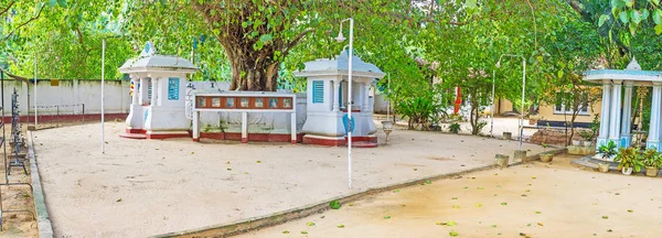 El árbol de Bo del templo de Halpanwila — Foto de Stock