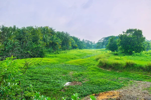 Paraíso verde no Sri Lanka — Fotografia de Stock