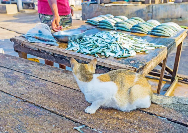 Gato y pescado — Foto de Stock