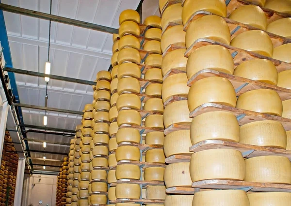 De veroudering od Parmezaanse kaas — Stockfoto