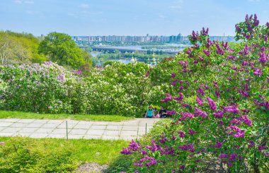 çiçek açması leylak