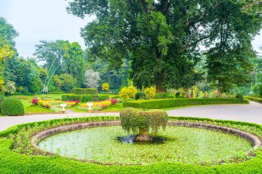 Bitkiler Krallığı