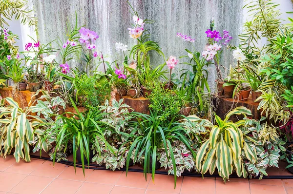 Les fleurs d'orchidée — Photo