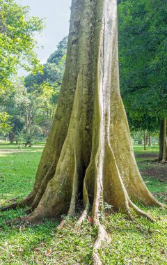 Payandanın kökleri
