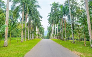 Royal Palm Avenue