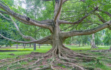 Kandy Botanik Bahçesi Ficus topluluğu