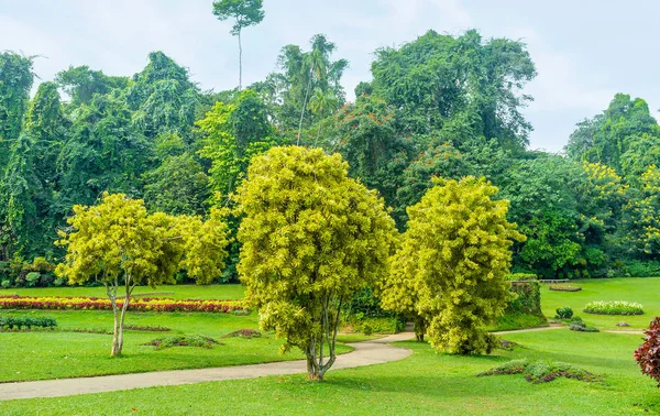 La verdure tropicale du jardin de Kandy — Photo