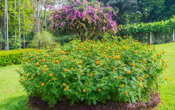The fresh marigolds — Stock Photo, Image