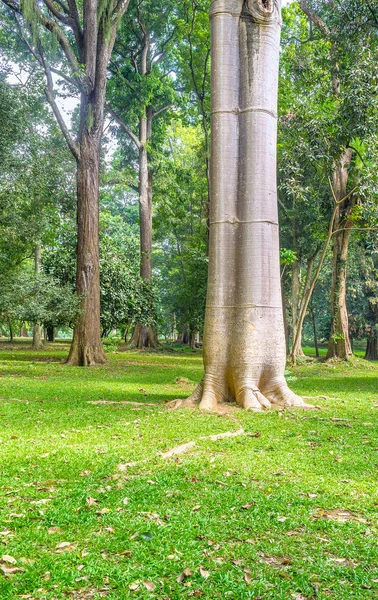 Baobá em Kandy — Fotografia de Stock