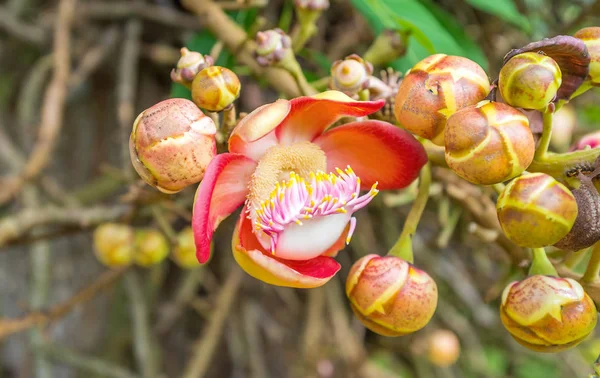 The flower of cannonball tree — Stock Photo, Image