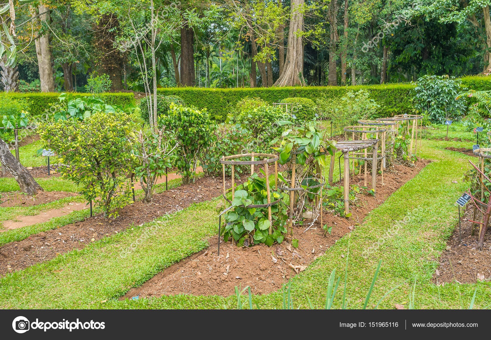 Las hierbas medicinales en el jardín botánico — Fotos de ...