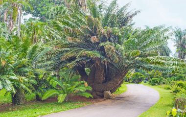 Sikas palmiye koleksiyonu