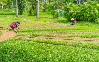 Çim çimen koleksiyonu