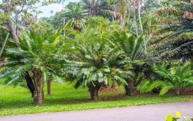 Yeşil Sikas palmiye