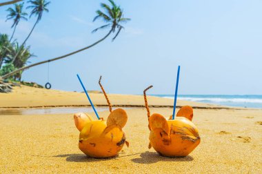 İki Hindistan cevizi fare