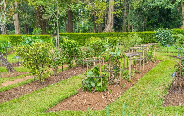 The medicinal herbs in Botanical Garden — Stock Photo, Image