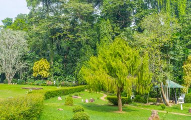 Ağaçları Sri Lanka