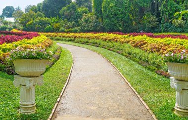 Sokakları çiçeği