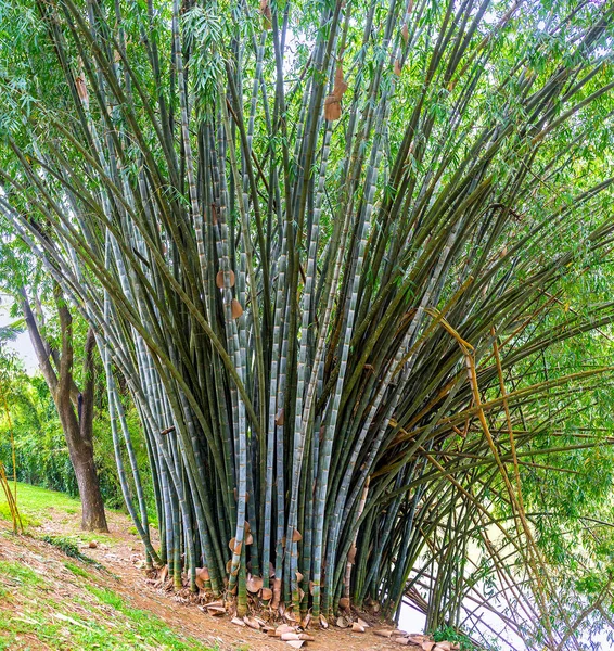 El arbusto de bambú —  Fotos de Stock