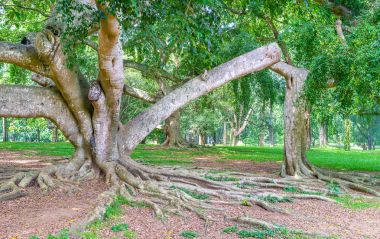 Ficus bitkiler