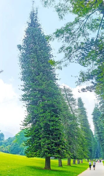 A kanyargós pines — Stock Fotó
