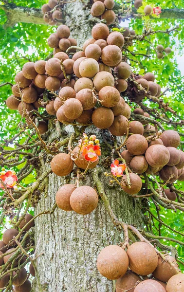 El tronco del árbol de bolas de cañón — Foto de Stock