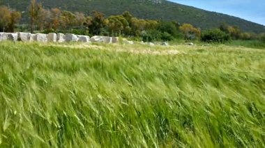 Patara alanında