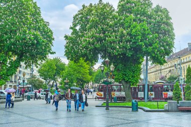 Lvov çiçek kestane ağaçları