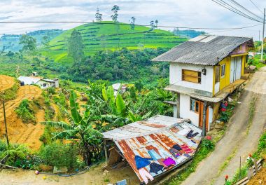 Panorama of Sri Lankan farm  clipart