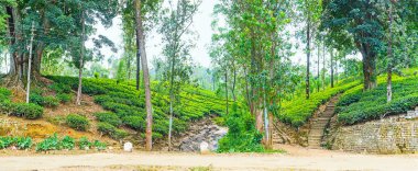 Çay estates Sri Lanka